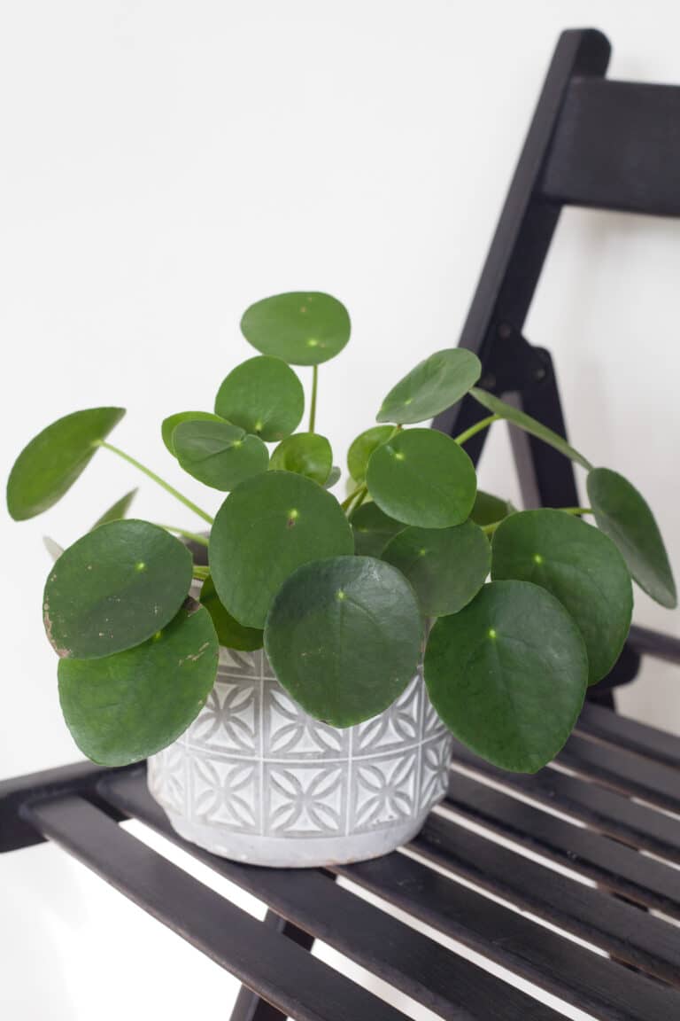 Izbová rastlina Pilea Peperomiodes