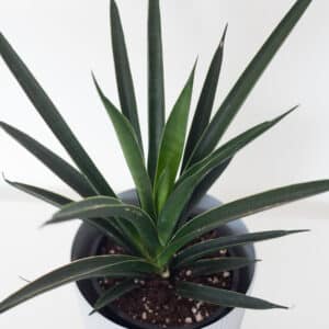 Izbová rastlina Sansevieria Comet Amazon Green