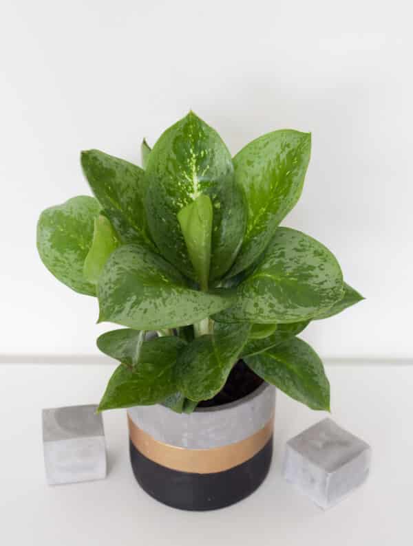 Aglaonema Lemon Mint