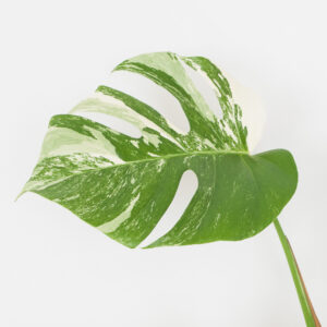 Monstera