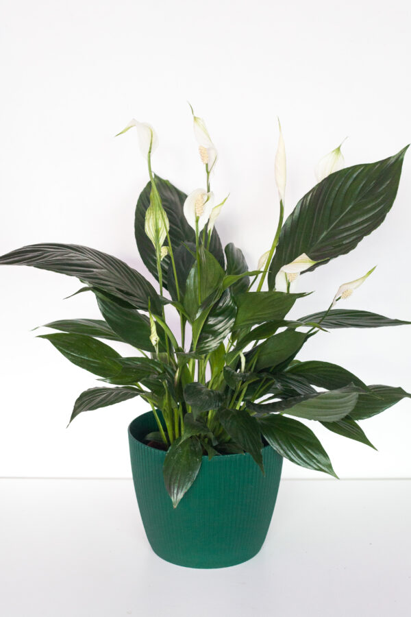 Spathiphyllum Pico Cupido - izbová rastlina