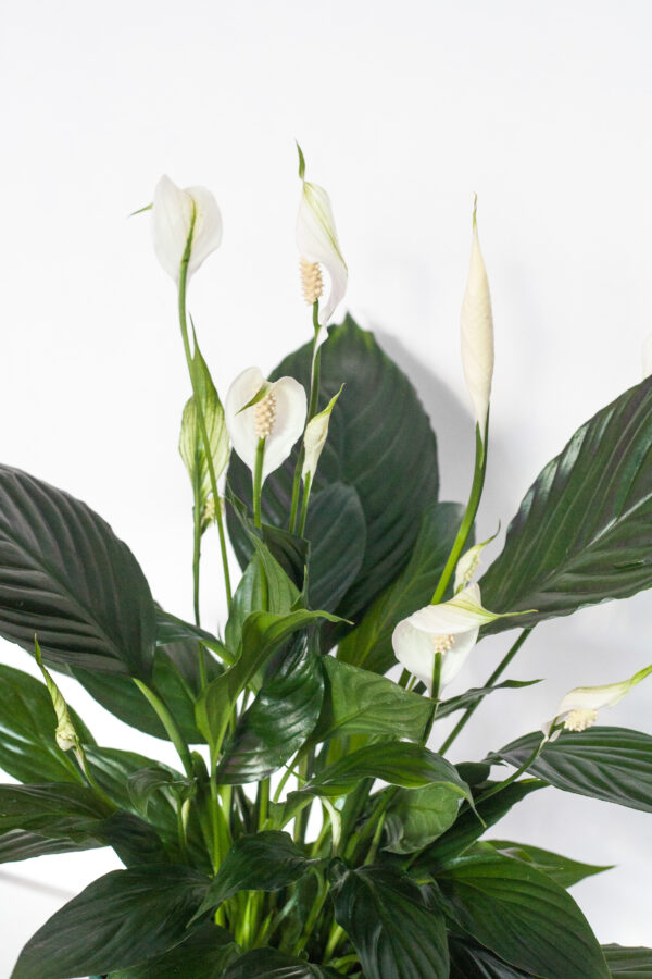 Spathiphyllum Pico Cupido - izbová rastlina