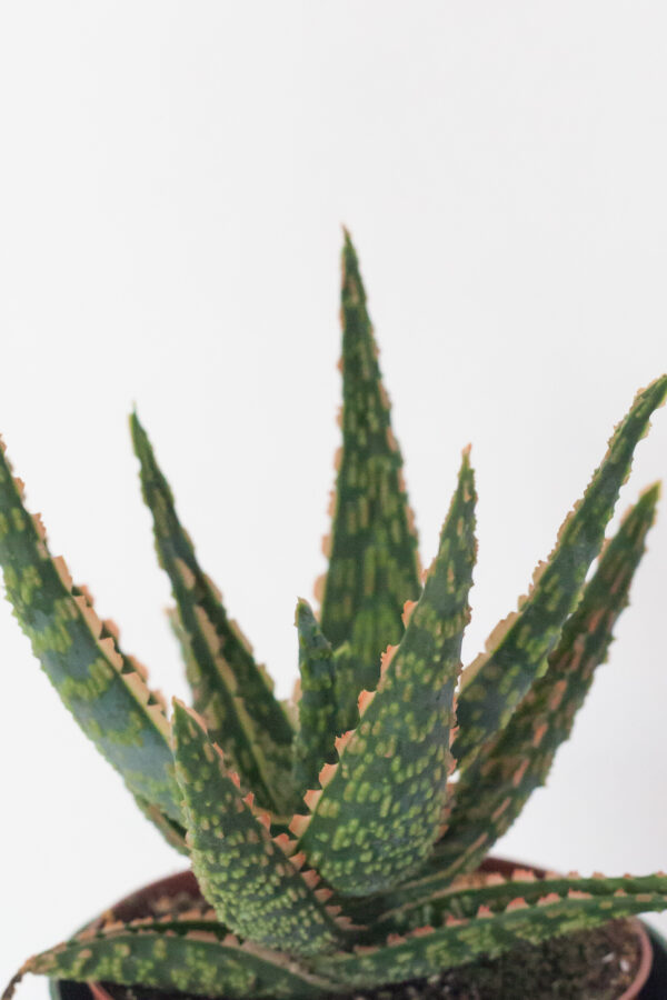 Aloe Vitro - izbová rastlina