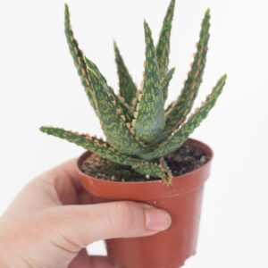 Aloe Vitro - izbová rastlina