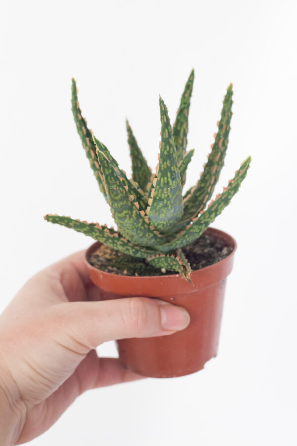 Aloe Vitro - izbová rastlina