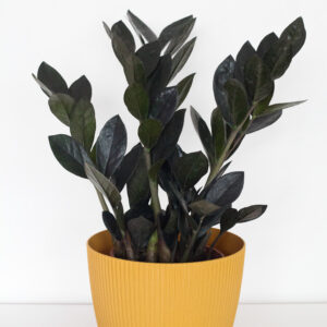 Zamioculcas Raven - izbová rastlina