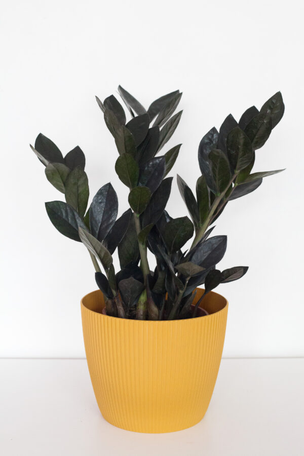 Zamioculcas Raven - izbová rastlina