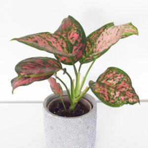 Aglaonema Spotted Star - izbová rastlina