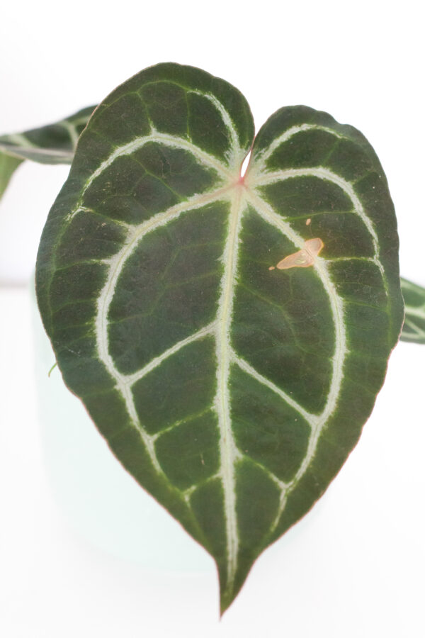 Anthurium Crystallinum - izbová rastlina