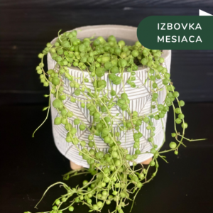 Senecio Rowleyanus - izbová rastlina