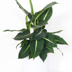 Dieffenbachia Green Magic - izbová rastlina