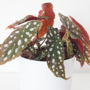 Begonia Maculata Polka Dot - izbová rastlina