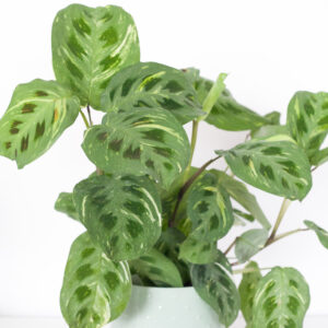 Maranta Beauty Kim - izbová rastlina