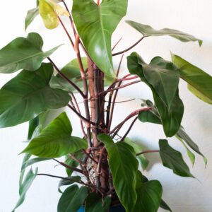 Philodendron Red Emerald - izbová rastlina