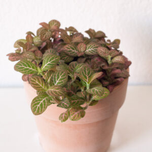 Fittonia Red - izbová rastlina