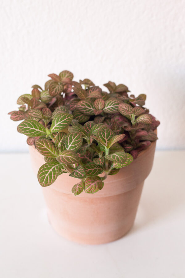 Fittonia Red - izbová rastlina