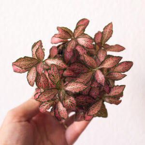 Fittonia Pink Forest Flame - izbové rastliny