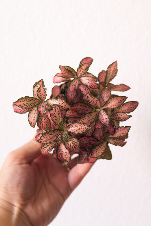 Fittonia Pink Forest Flame - izbové rastliny