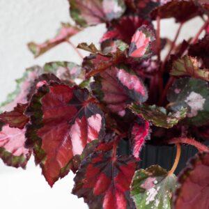 Begonia Inca Night - izbová rastlina