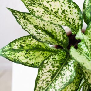 Zaujímavá a tak nenáročná na pestovanie. Aglaonema First Diamond svojimi bielozelenými listami pripomína Dieffenbachiu.