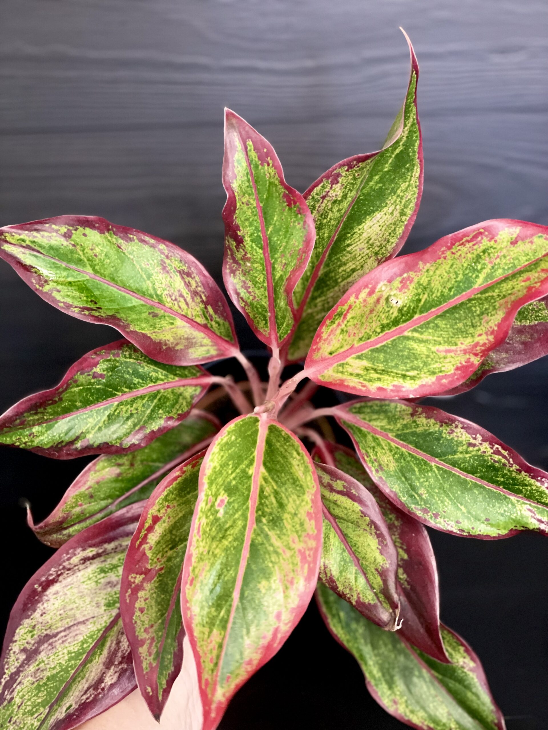 Aglaonema Crete Flame - izbová rastlina