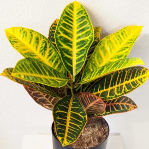 Codiaeum Petra - Krotón