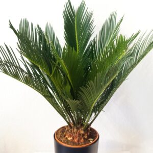 Cycas Revoluta - izbová rastlina