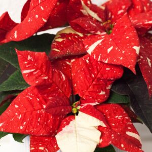 Poinsettia Sonora Glitter - Vianočná ruža