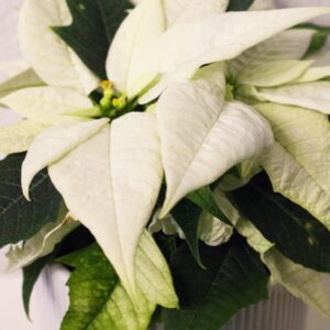 Poinsettia Alaska - Vianočná ruža