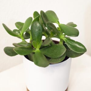 Crassula Ovata - Tučnolist