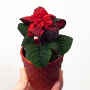 Poinsettia