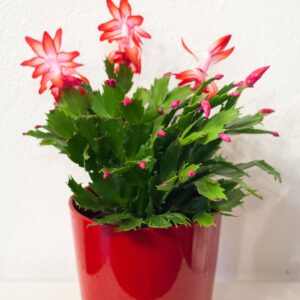 Schlumbergera / Vianočný kaktus