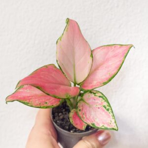 Aglaonema Red Zirkon - izbová rastlina