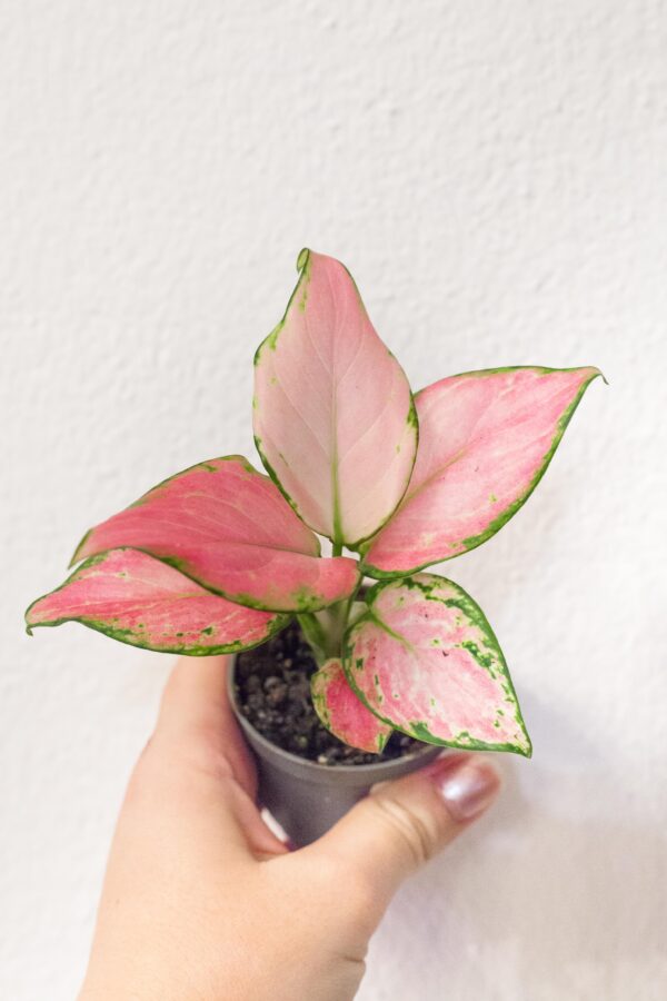 Aglaonema Red Zirkon - izbová rastlina