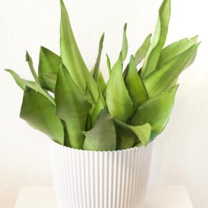 Sansevieria Moonshine - Svokrin jazyk