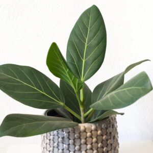 Ficus Audrey