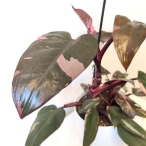 Philodendron Pink Princess