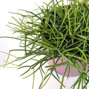 Rhipsalis Cassutha