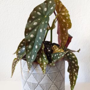 Begonia Maculata Polka Dot - izbová rastlina