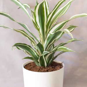 Dracaena white jewel