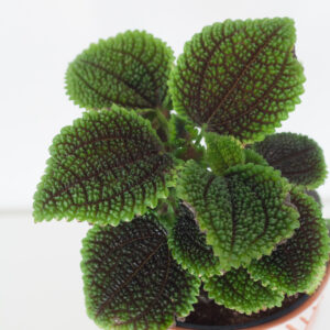 Pilea Moon Valley